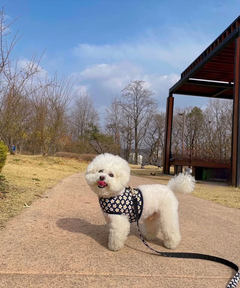 韓國Noradog 背心胸背-小雛菊