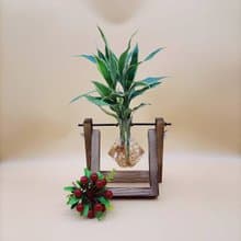 水培植物 斑葉萬年青 開運竹 懶人植栽 創意木架 室內植物