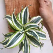 【檸檬千年木】植物上板 情人節禮物 生日禮物 觀葉植物 室內植物