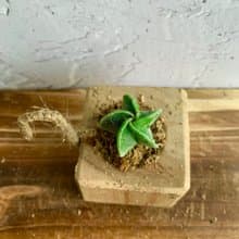 手工木作設計 盆栽擺飾 多肉植物 鸞鳳玉