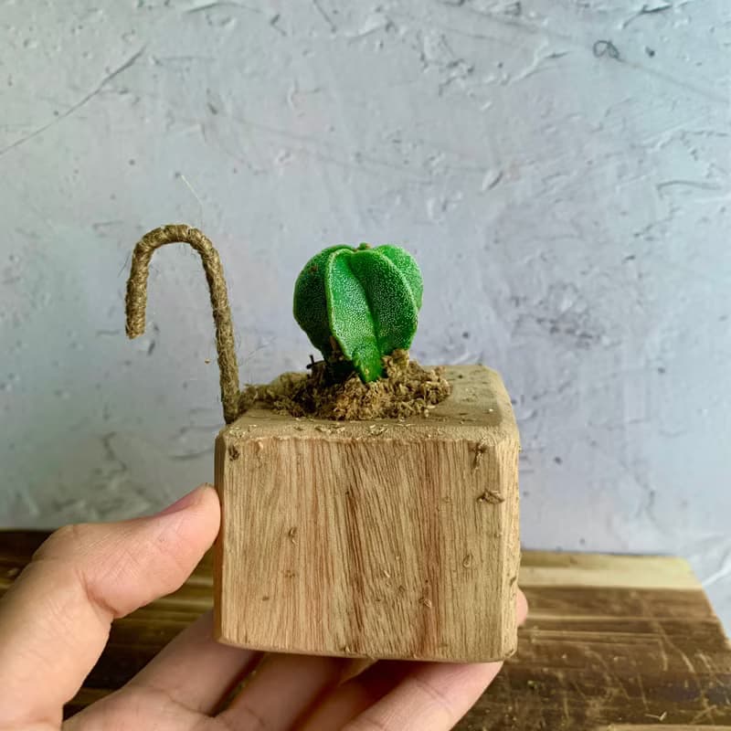 手工木作設計 盆栽擺飾 多肉植物 鸞鳳玉