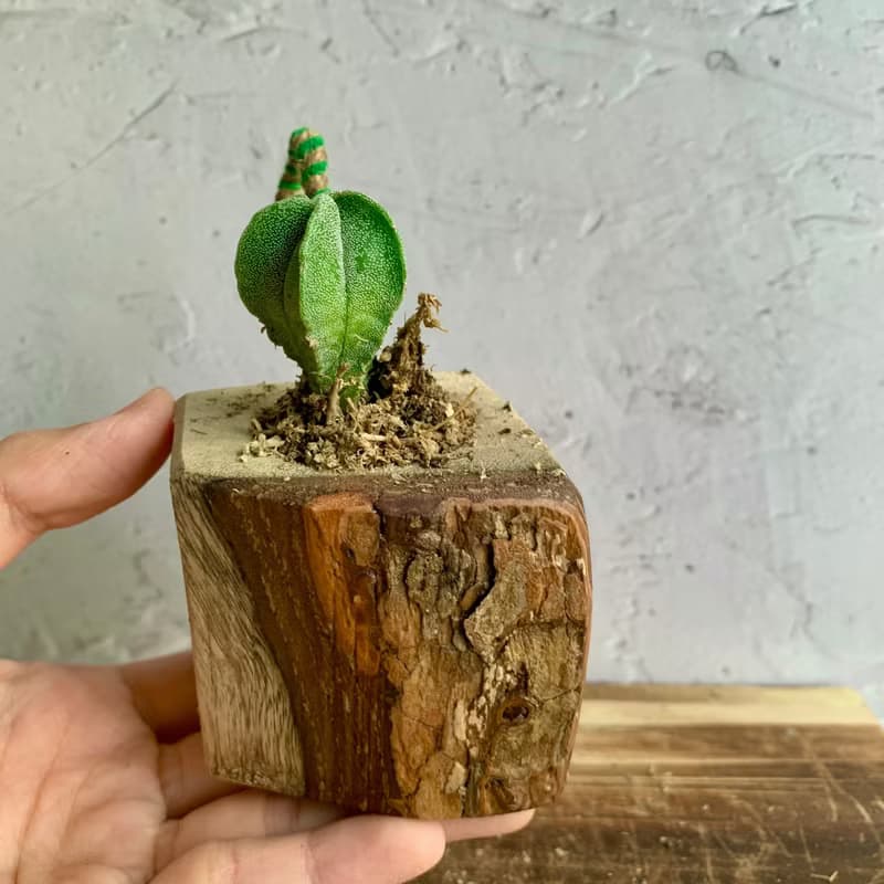 手工木作設計 盆栽擺飾 多肉植物 鸞鳳玉