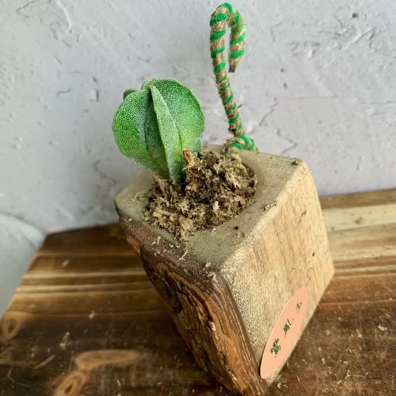手工木作設計 盆栽擺飾 多肉植物 鸞鳳玉