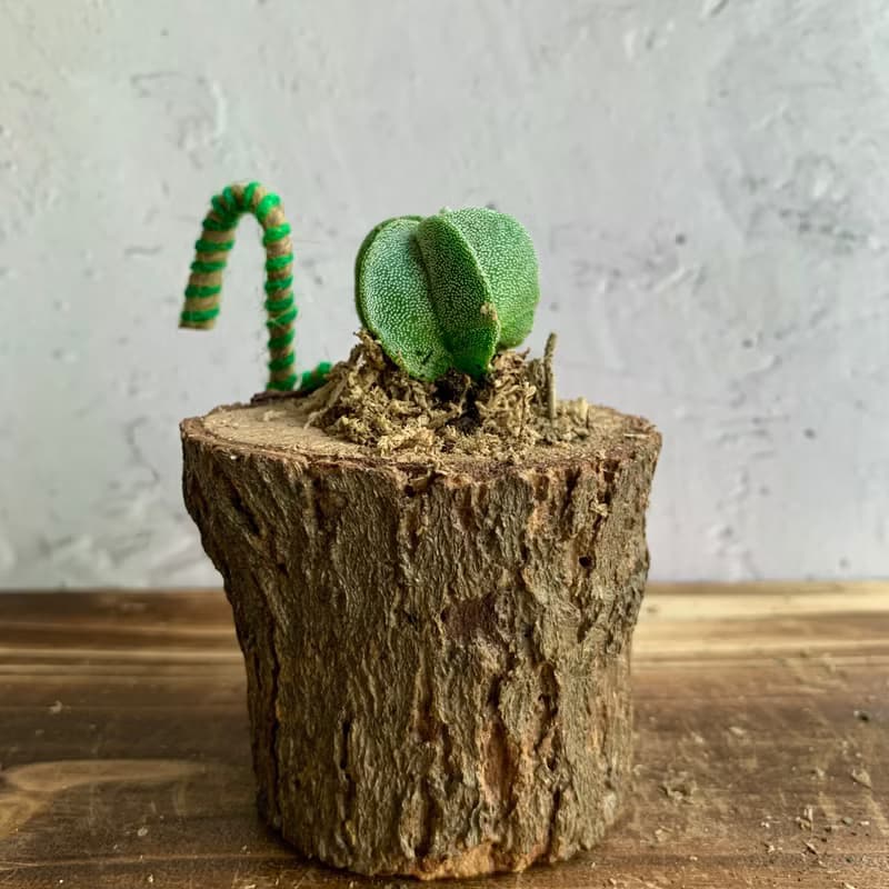 手工木作設計 盆栽擺飾 多肉植物 鸞鳳玉