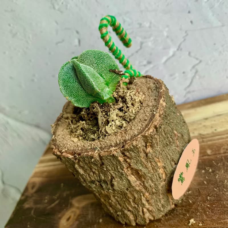 手工木作設計 盆栽擺飾 多肉植物 鸞鳳玉