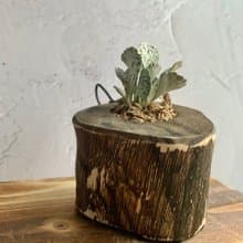 手工木作設計 盆栽擺飾 多肉植物 巧克力脆片 雀扇