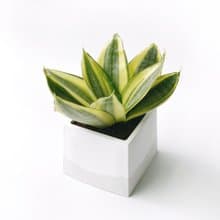 (現貨) 白灰漸層系列 | 黃金虎尾蘭 淨化空氣 方形雙色水泥植栽