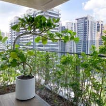 【陽台大型植栽】自由之心 • 海葡萄樹丨現貨型態請私訊確認