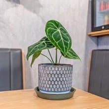 圓葉花燭小盆栽 5寸水泥盆幾何圖形風格 桌上型室內植物推薦