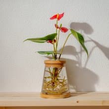 火鶴 三角水耕盆栽 室內植物 觀葉植物 禮物 水培