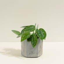 星點藤│泥作系列│福所栽