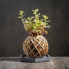 彩虹馬齒牡丹苔球 苔球植物 苔玉 室內植物 辦公室植物 交換禮物