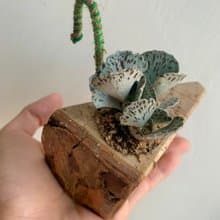 手工木作設計 盆栽擺飾 多肉植物 巧克力脆片 雀扇