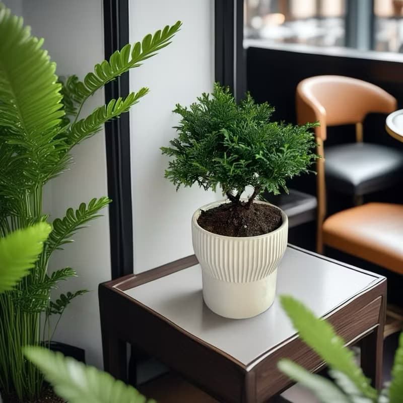 【質感觀葉】扁柏/青檜桌上型盆栽 開幕新居喬遷升官送禮