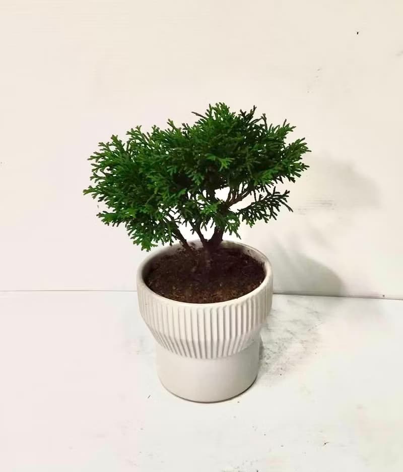 【質感觀葉】扁柏/青檜桌上型盆栽 開幕新居喬遷升官送禮