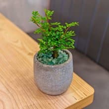 胡椒木 水泥盆栽 桌上型盆栽  辦公室植栽 開幕送禮 喬遷禮物