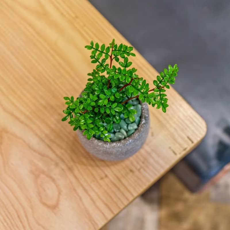 胡椒木 水泥盆栽 桌上型盆栽  辦公室植栽 開幕送禮 喬遷禮物