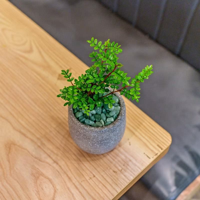 胡椒木 水泥盆栽 桌上型盆栽  辦公室植栽 開幕送禮 喬遷禮物
