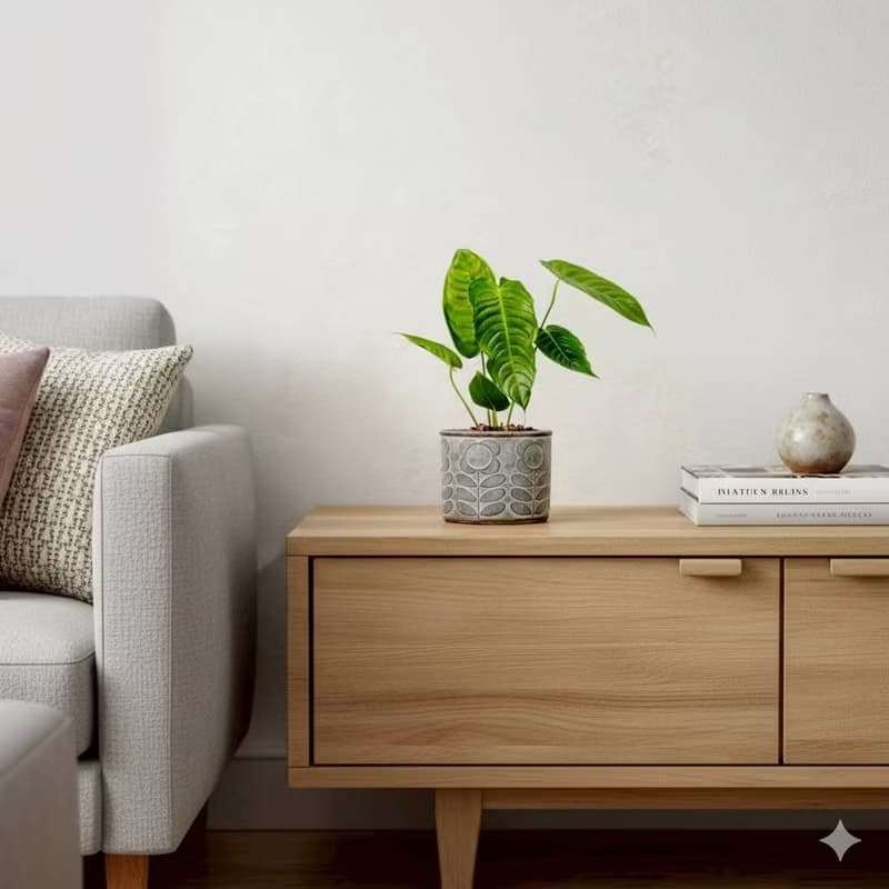 火鶴之王 花朵水泥盆栽 開幕盆栽 桌上盆栽 送禮