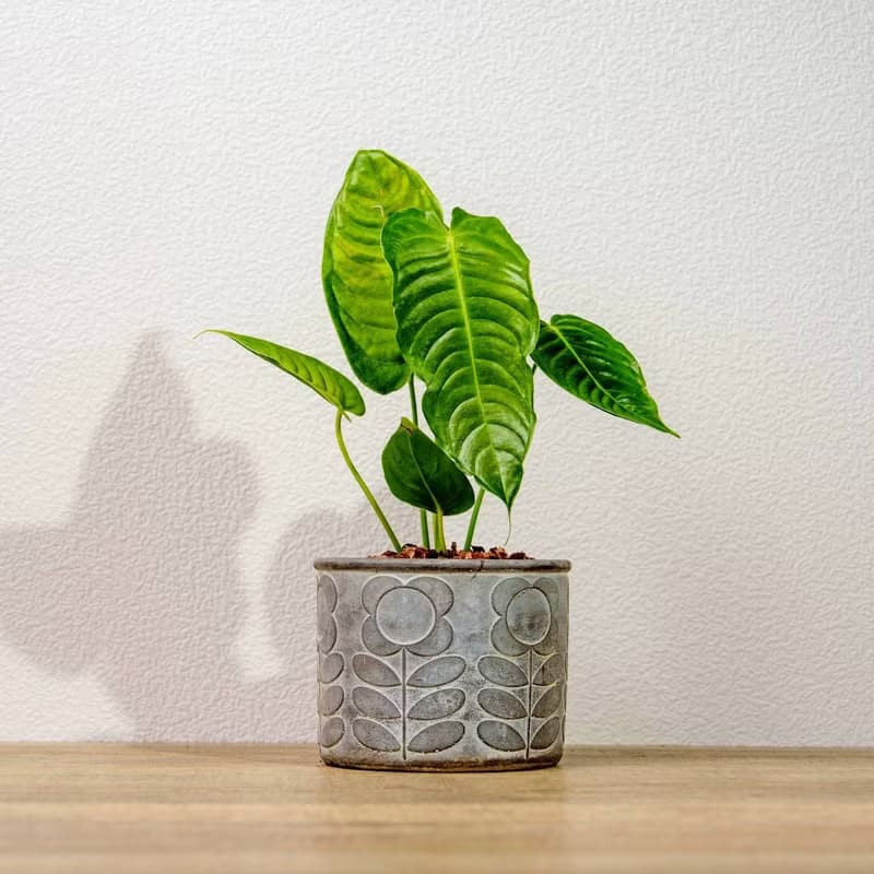 火鶴之王 花朵水泥盆栽 開幕盆栽 桌上盆栽 送禮