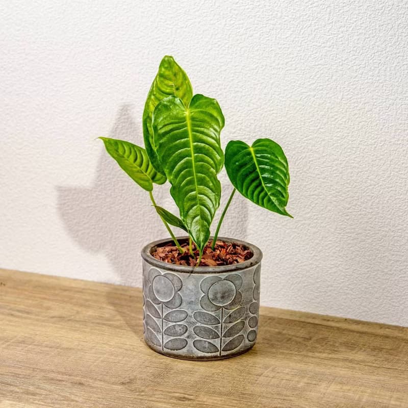 火鶴之王 花朵水泥盆栽 開幕盆栽 桌上盆栽 送禮