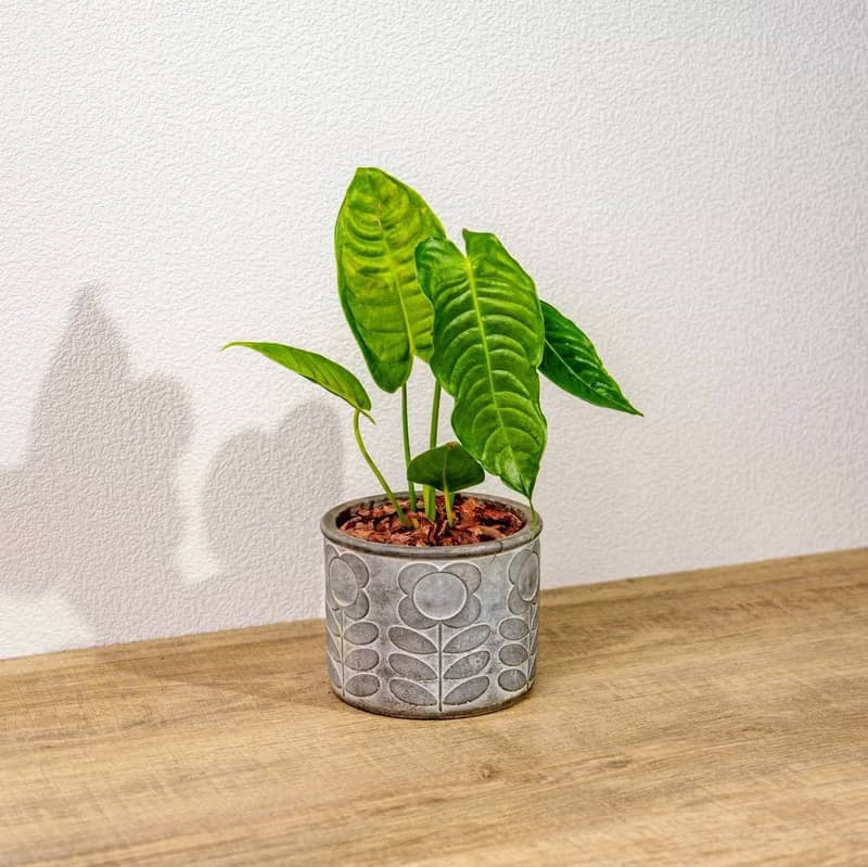 火鶴之王 花朵水泥盆栽 開幕盆栽 桌上盆栽 送禮