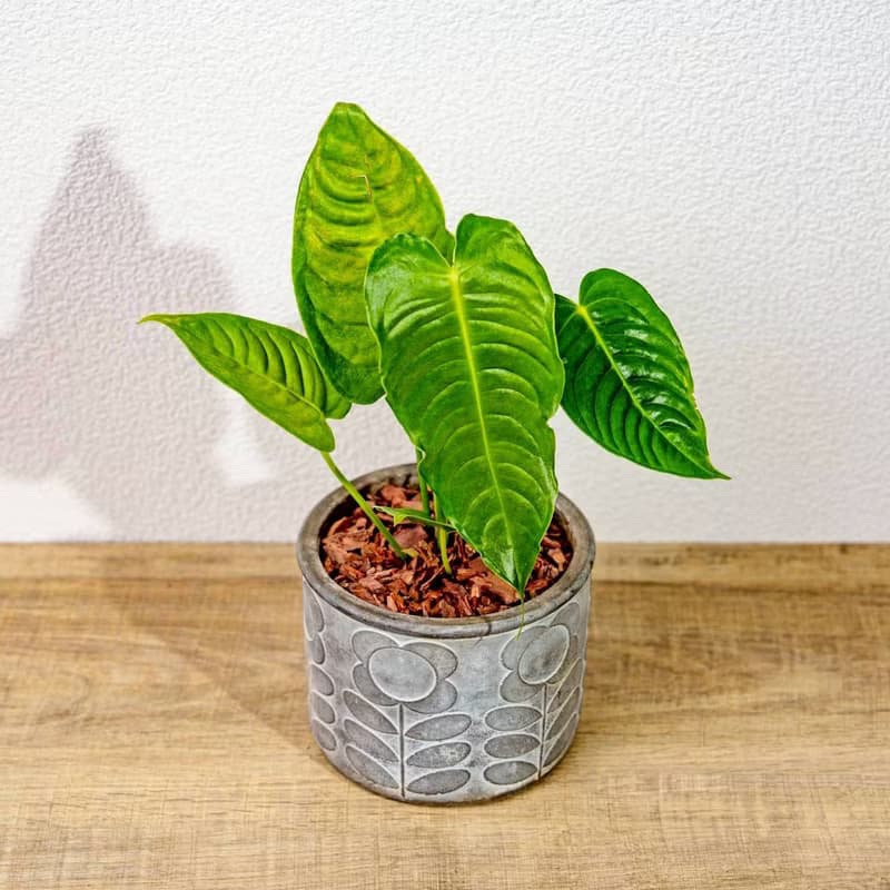 火鶴之王 花朵水泥盆栽 開幕盆栽 桌上盆栽 送禮