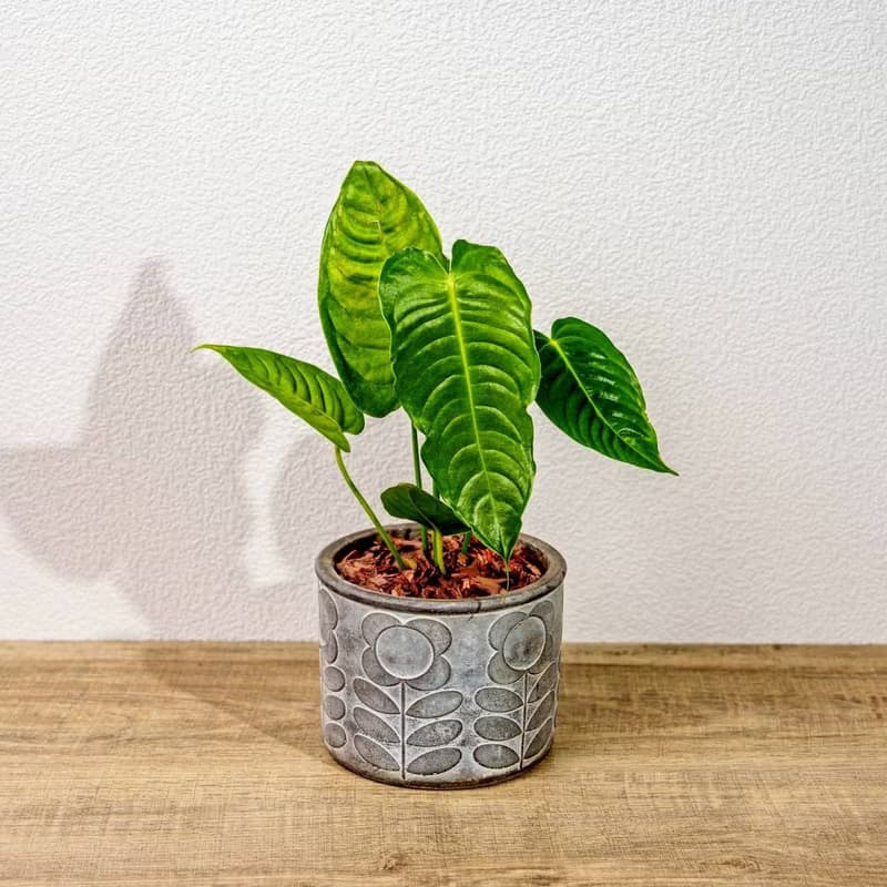 火鶴之王 花朵水泥盆栽 開幕盆栽 桌上盆栽 送禮