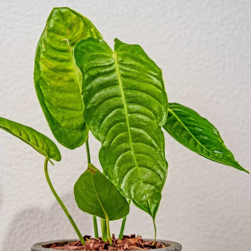 火鶴之王 花朵水泥盆栽 開幕盆栽 桌上盆栽 送禮