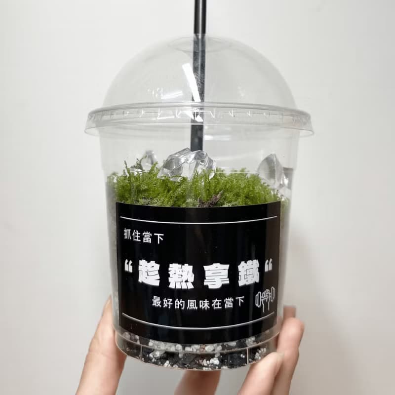 綠色拿鐵 | 給生活一點森呼吸 植物 苔蘚 植栽 綠植 擺飾