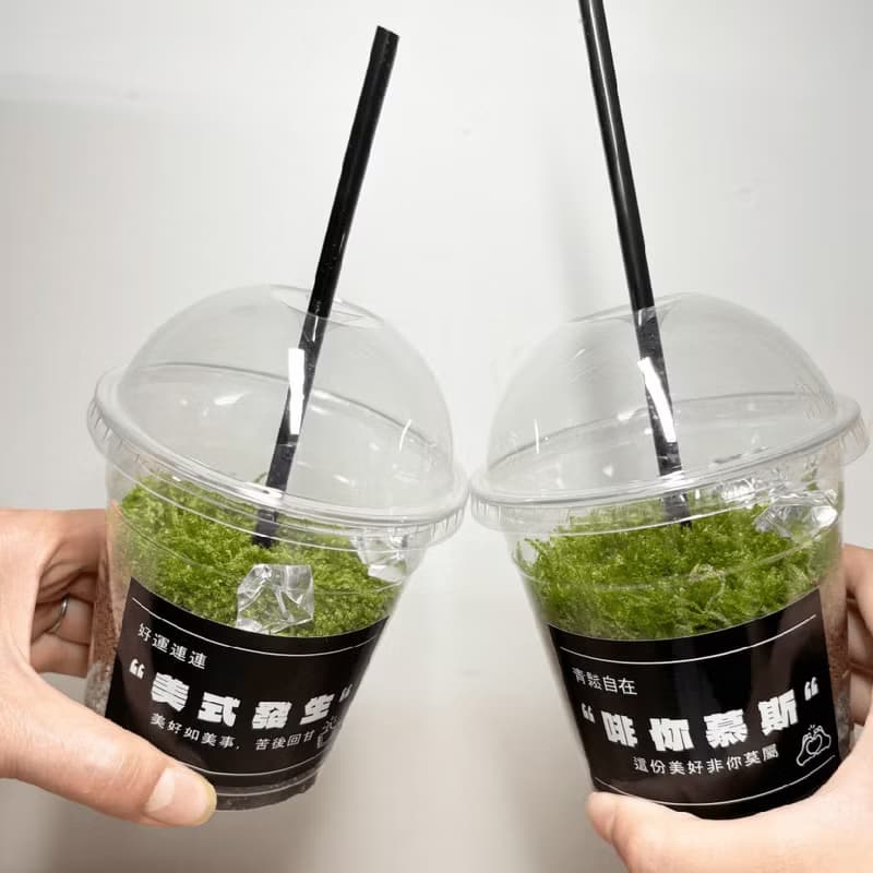 綠色拿鐵 | 給生活一點森呼吸 植物 苔蘚 植栽 綠植 擺飾