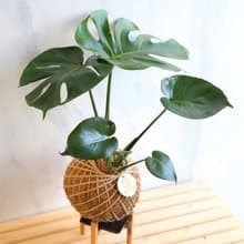 PD39龜背芋大苔球 / 室內植物 開幕送禮 開幕植栽 新年植栽