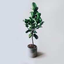 開幕送禮首選-琴葉榕