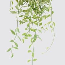 │ 犀力系列 │ 斑葉串錢藤 - 垂掛植物 水耕盆栽 陶瓷盆器