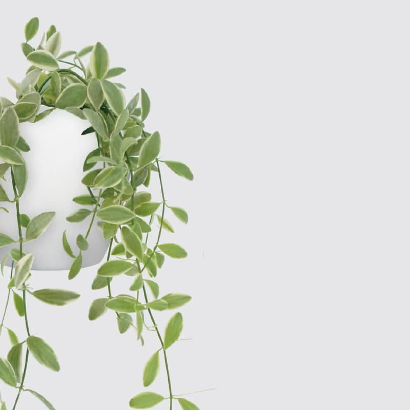 │ 犀力系列 │ 斑葉串錢藤 - 垂掛植物 水耕盆栽 陶瓷盆器