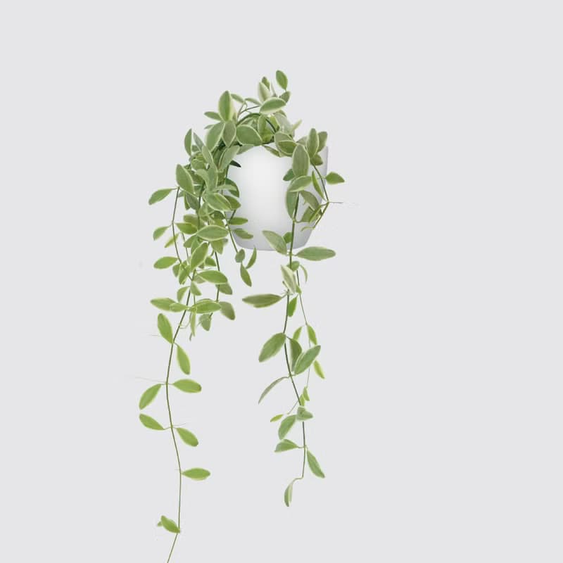 │ 犀力系列 │ 斑葉串錢藤 - 垂掛植物 水耕盆栽 陶瓷盆器
