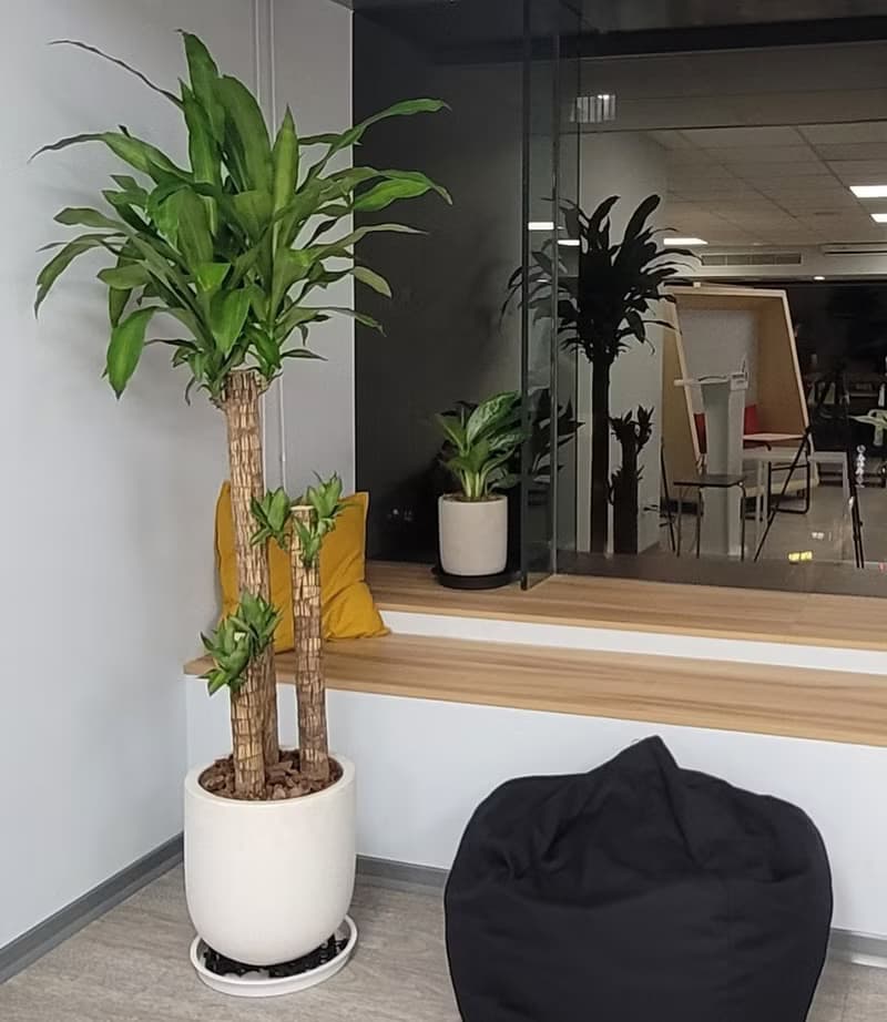 開幕送禮盆栽-巴西鐵樹