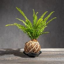 波士頓蕨苔球 苔球植物 苔玉 適合室內植物 辦公室植物