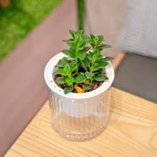 金魚花 免澆水盆栽 室內植物 觀葉植物  禮物 辦公室小物