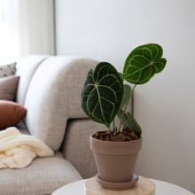 【室內盆栽】圓葉花燭 (小)觀葉植物 開幕盆栽 盆栽 開幕送禮