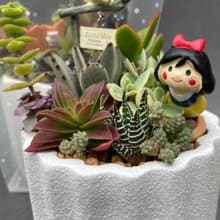 【送禮盆栽】多肉植物/質感水泥盆2色/可任選2款飾品