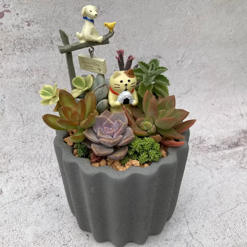 【送禮盆栽】多肉植物/質感水泥盆2色/可任選2款飾品