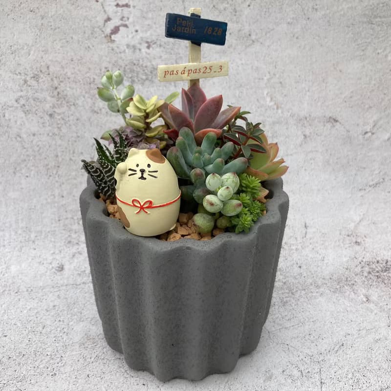 【送禮盆栽】多肉植物/質感水泥盆2色/可任選2款飾品
