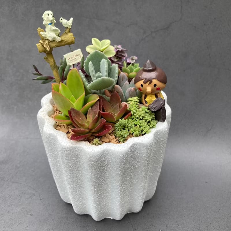 【送禮盆栽】多肉植物/質感水泥盆2色/可任選2款飾品