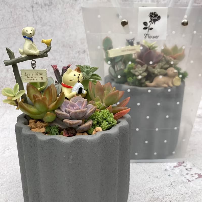 【送禮盆栽】多肉植物/質感水泥盆2色/可任選2款飾品