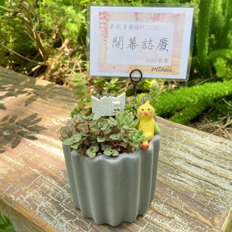 【送禮盆栽】多肉植物/質感水泥盆2色/可任選2款飾品