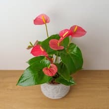 火鶴花 大樹葉紋 水泥盆栽 桌上盆栽 開幕送禮 喬遷禮物