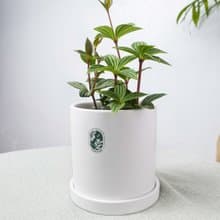 李的綠意花園  極簡北歐風花盆 花盆 瓷盆 ins風 帶底花盆