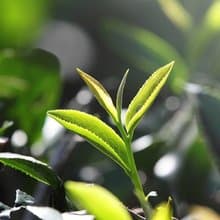 【證照班】茶葉品評二級 (高雄班)