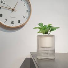 植栽 室內盆栽 圓葉椒草 圓圓金幣